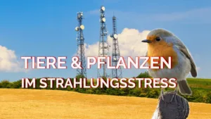 Tiere pflanzen strahlung